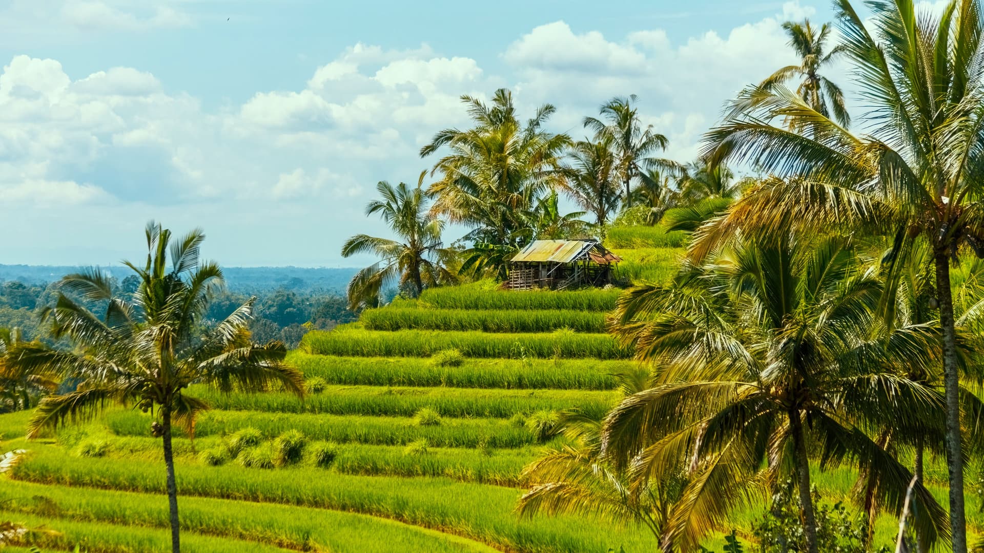 Ubud & die Mitte