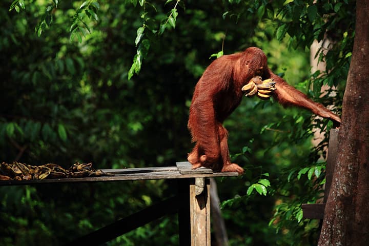 Nationalpark Tanjung Puting