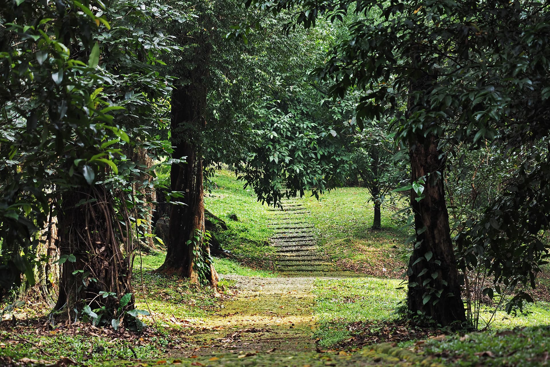 Botanischer Garten von Bali