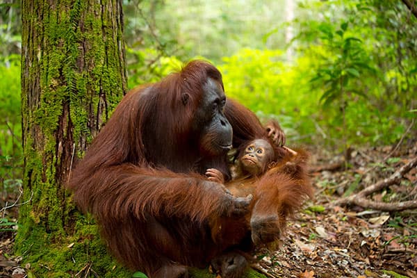 Orang-Utans in Indonesien sehen